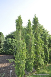 Buxus sempervirens 'Graham Blandy' — photo 4